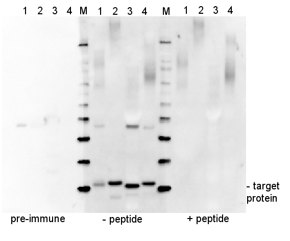 example of peptide neutralisation experiment